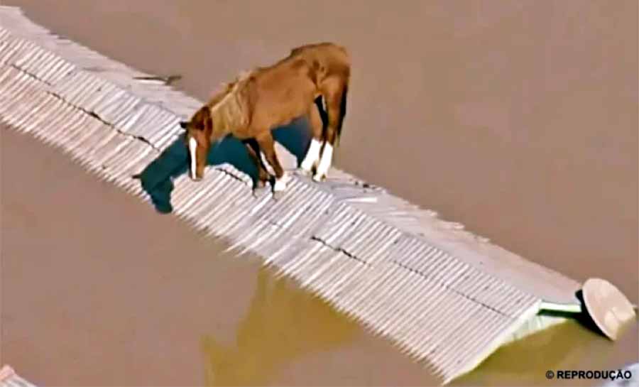 Cavalo Caramelo resistindo no telhado no RS vira ícone da crise climática