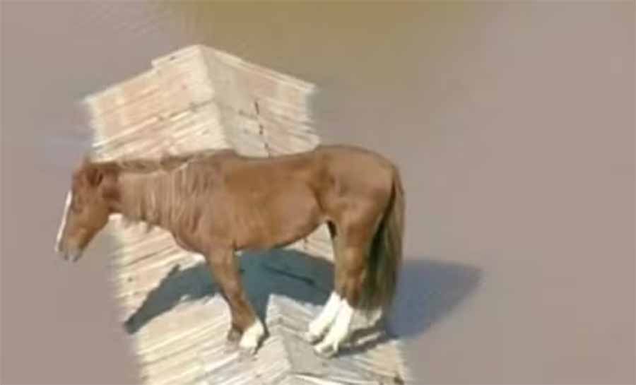 O cavalo subiu no telhado