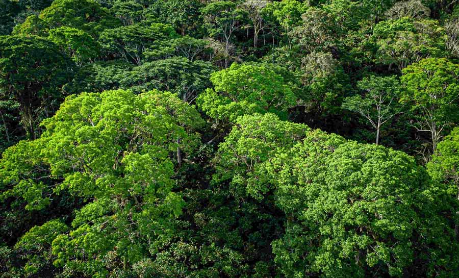 Instituto Amazônia+21 lança fundo para investir R$ 4 bilhões em projetos sustentáveis