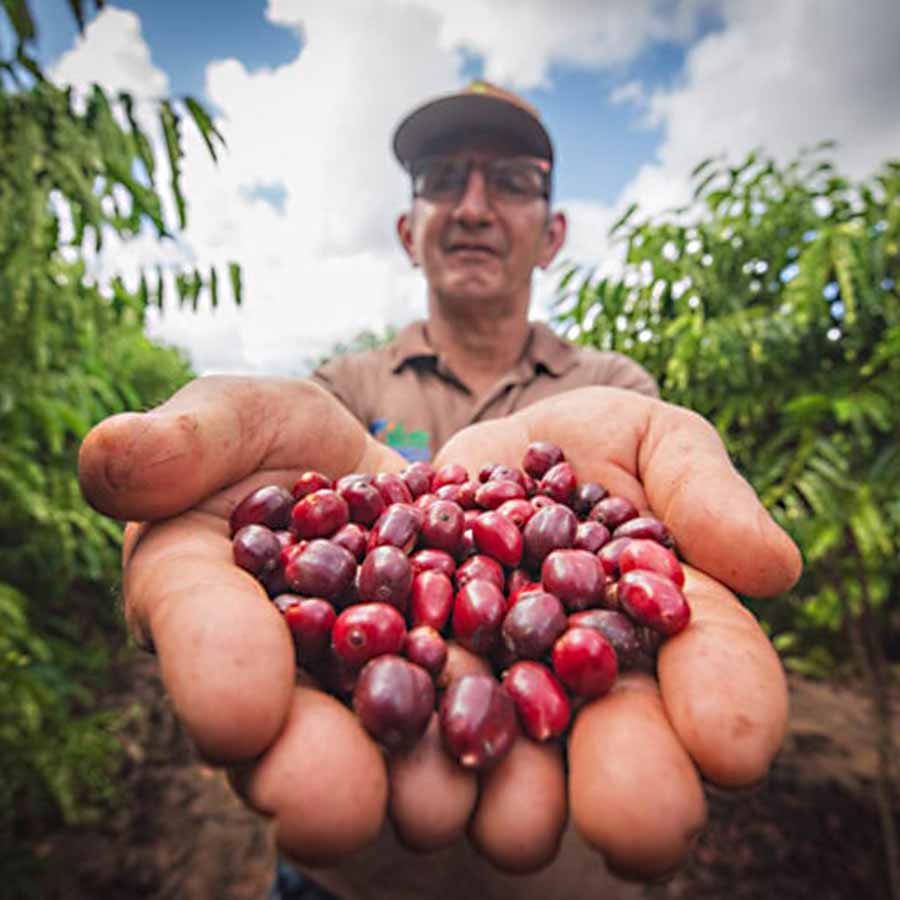 Vanderlei de Lara é um grande produtor de café de Acrelândia. Foto: Diego Gurgel/Secom produtores cafe acre 003