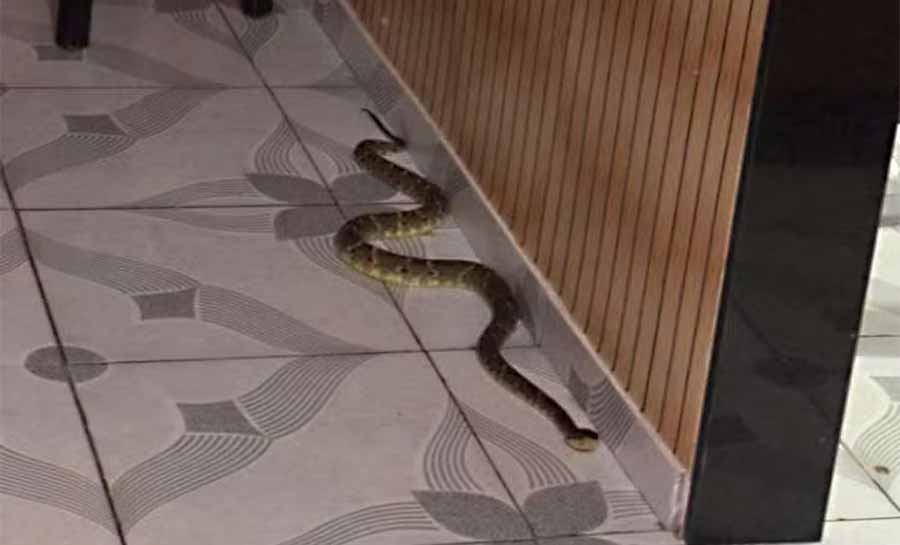 Moradora avistou jararaca com mais de um metro em casa e acionou bombeiros — Foto: Reprodução jararaca