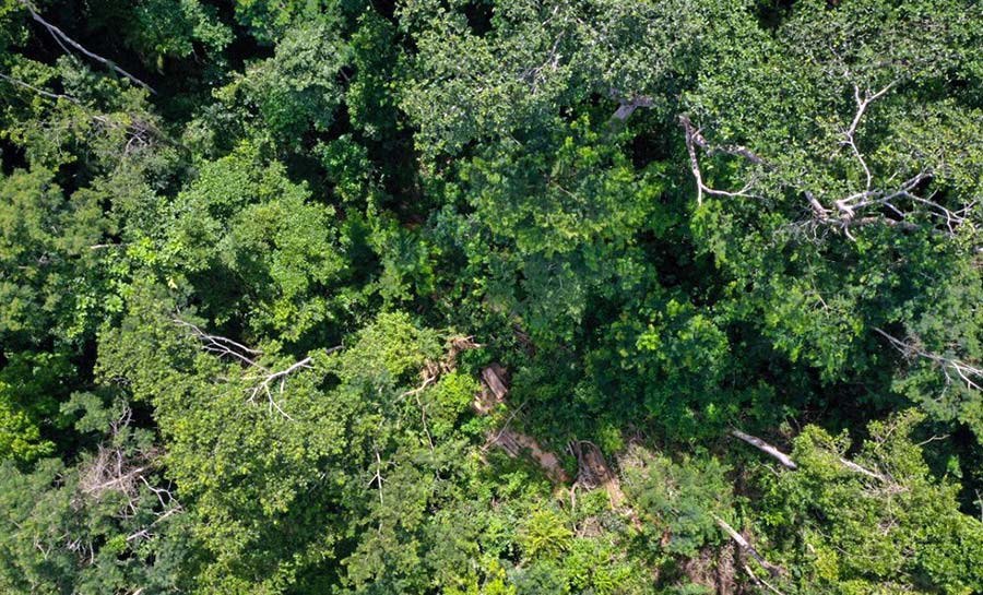 Inteligência artificial que monitora governos da Amazônia Legal é lançada no Acre