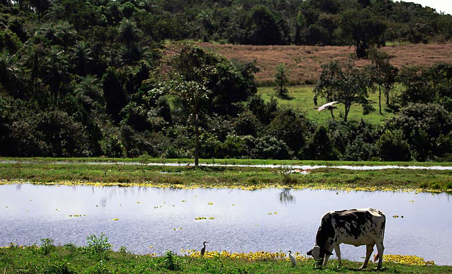 Valor da Produção Agropecuária deve chegar a R$ 1,227 trilhão este ano