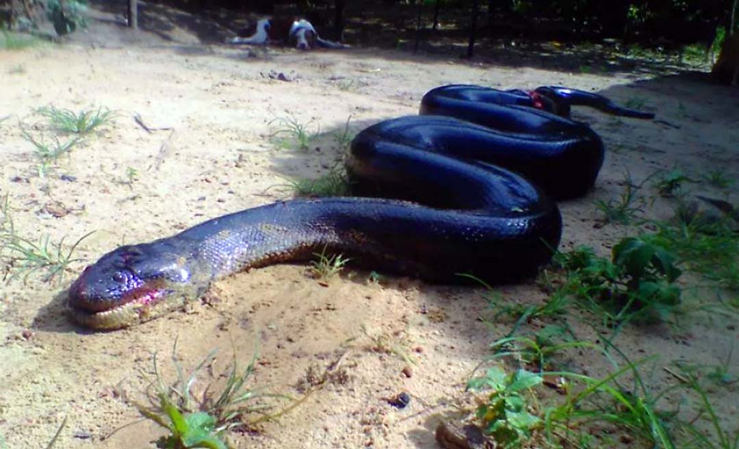 Cobra gigante é morta após atacar cachorro que brincava com criança