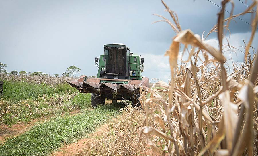 Com apoio e fortalecimento do governo, cultivo de milho no Acre ultrapassou 105 mil toneladas em 2021