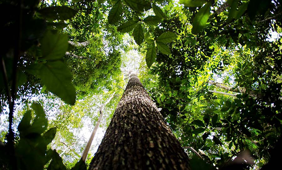 Bioma amazônico tem de 30 mil a 40 mil espécies só de plantas
