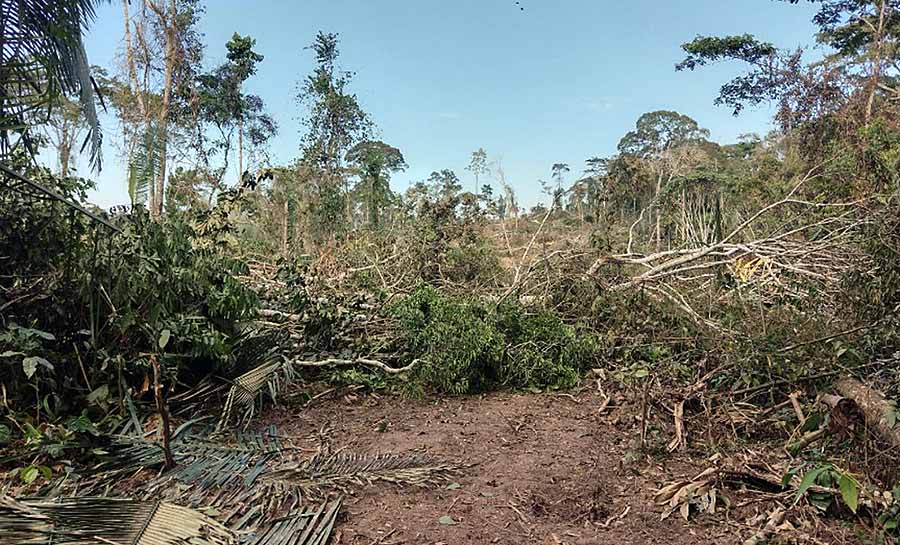 Operação Guardiões Bioma: mais de 254 hectares são fiscalizadas no AC e 5 pessoas são presas por crimes ambientais