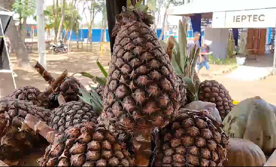 Abacaxis gigantes de Tarauacá que pesam até 15 quilos são atração na Expoacre