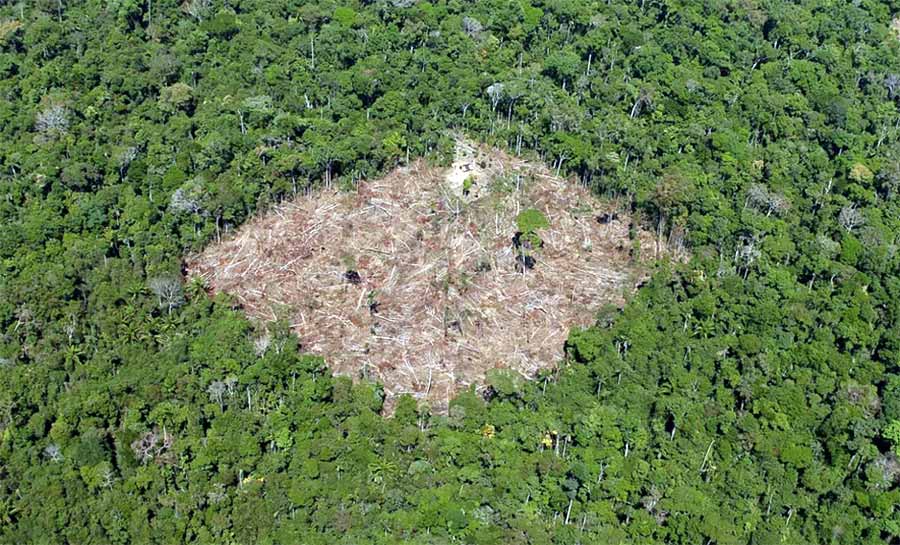 Não há futuro sem a Amazônia