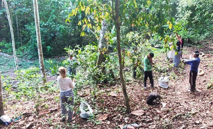 Com sistema agroflorestal, indígenas apostam em projeto para recuperar 305 hectares de área degradada no AC