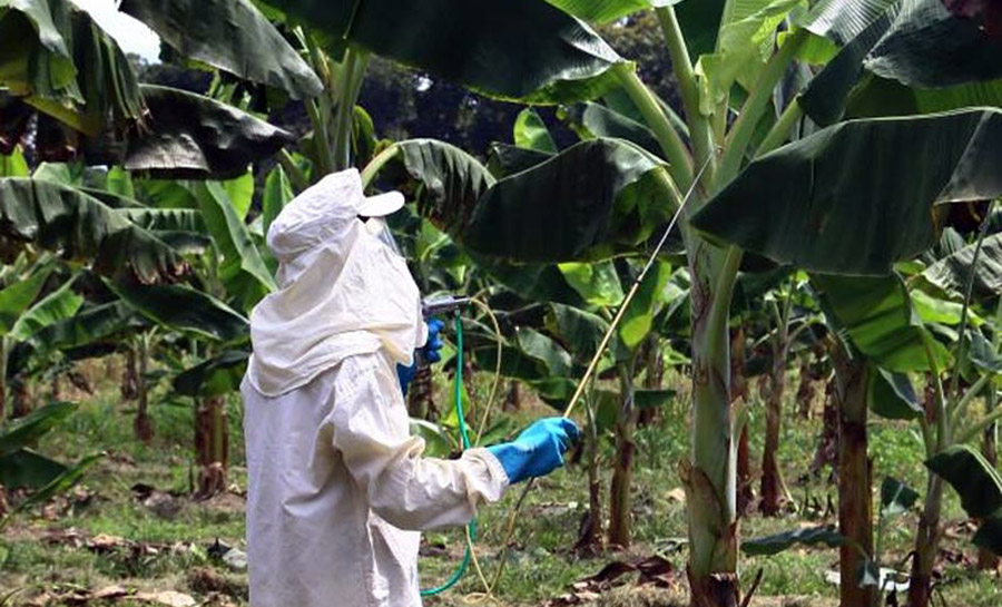 Governo do Acre e Ministério da Agricultura promovem treinamento sobre doença que ameaça a cultura da banana