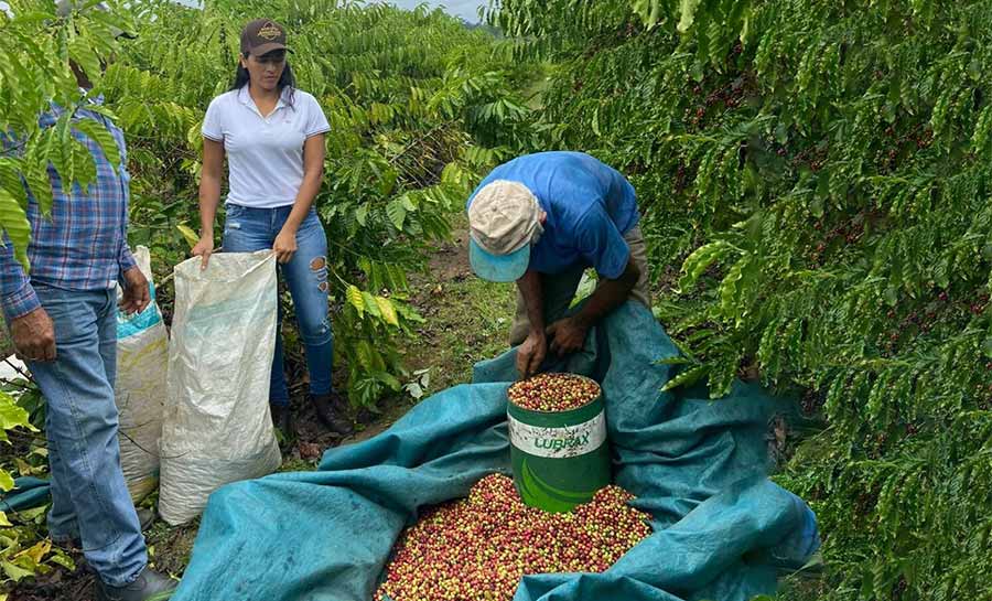 Sepa e Sebrae realizam curso de cafeicultura aos produtores de Epitaciolândia e Brasileia