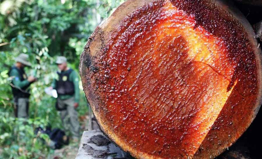 MPF vai investigar liberação do governo para exploração de madeira
