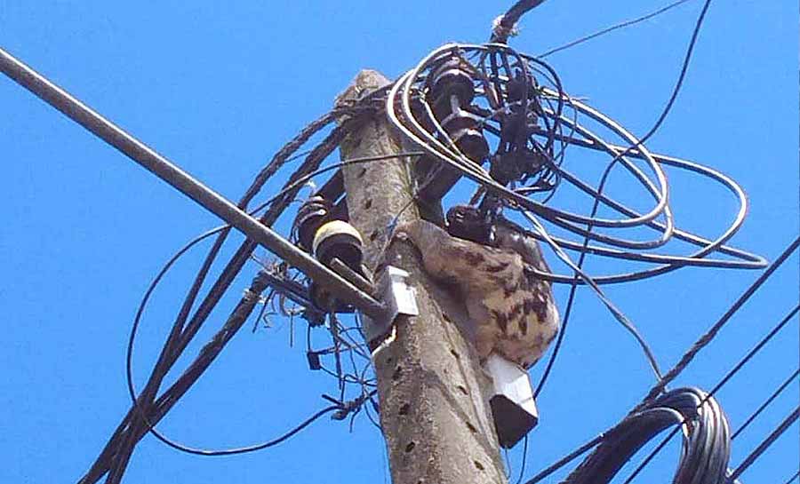 Bicho-preguiça é resgatado por equipe da Energisa em Cruzeiro do Sul