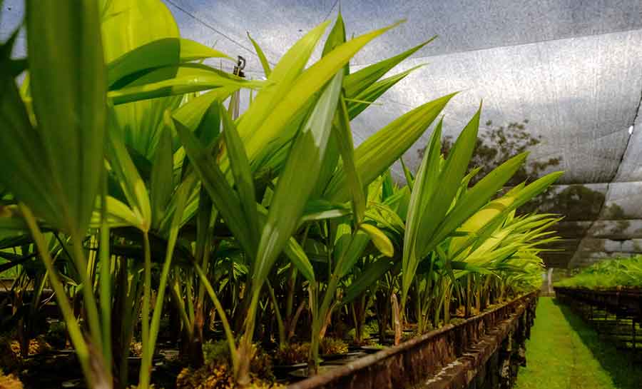 Viveiro da Floresta está doando mudas de espécies florestais e frutíferas