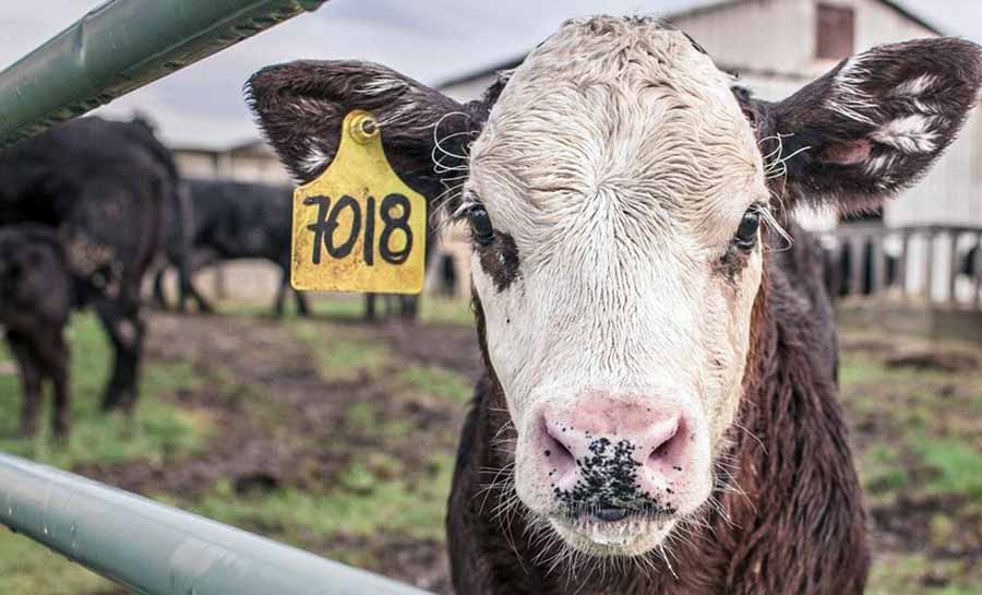 ‘Vaca louca’: exportações de carne à China são suspensas nesta quinta