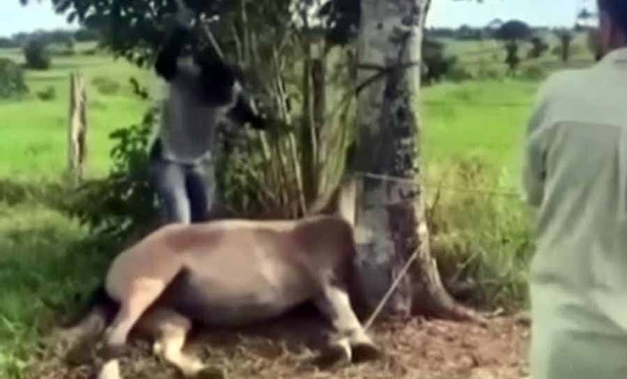 Vídeo que mostra agressão contra égua no interior do AC viraliza na internet e Polícia Civil identifica suspeitos