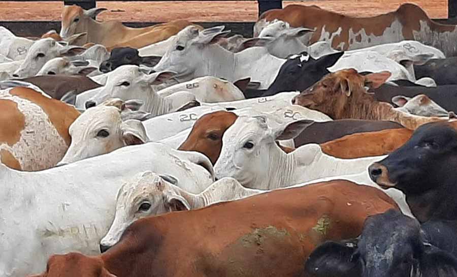 Acusado furtar 170 animais de fazenda no interior do AC tem casa hipotecada e bens apreendidos pela Justiça