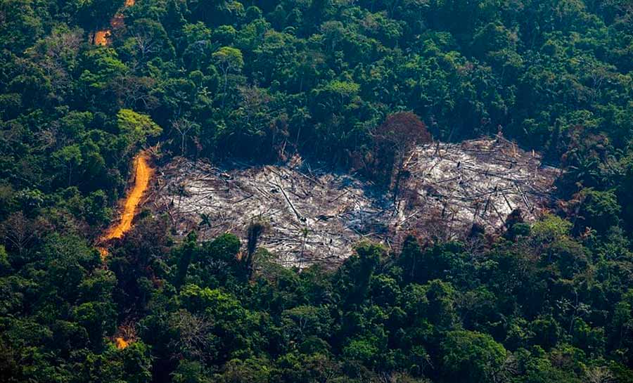 Amazônia apresenta primeira grande queda no desmatamento