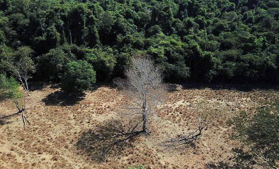 Desmatamento no Brasil cresceu 22% no ano passado