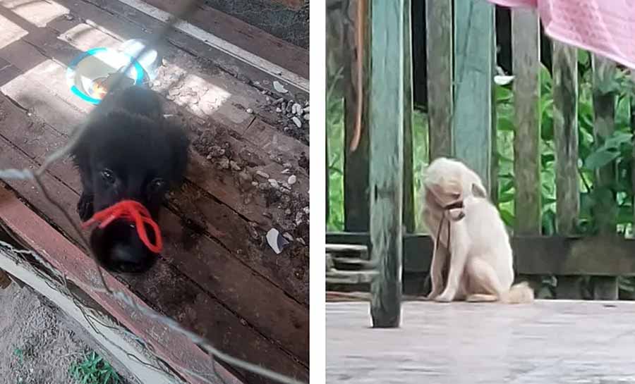 Homem que mantinha cães amarrados pelo focinho há 1 ano é preso por maus-tratos no interior do Acre