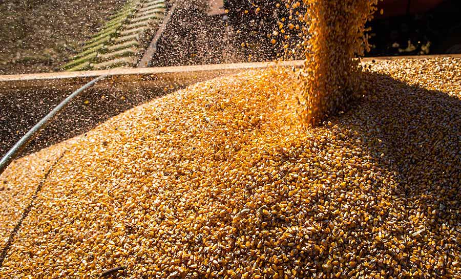 Conab: produção de grãos é estimada em 320,1 milhões de toneladas