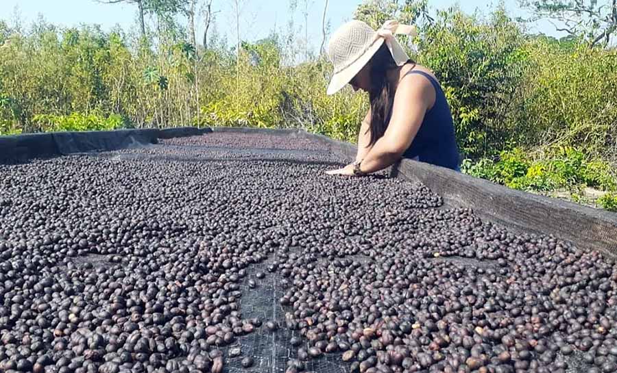 Incentivo do Sebrae impulsiona Café Raízes da Floresta no setor nacional e internacional