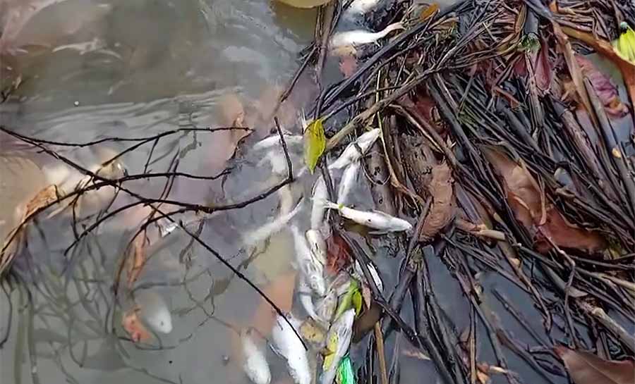 Aumento na temperatura da água pode ter causado morte de peixes em rio no interior do AC, diz estudo