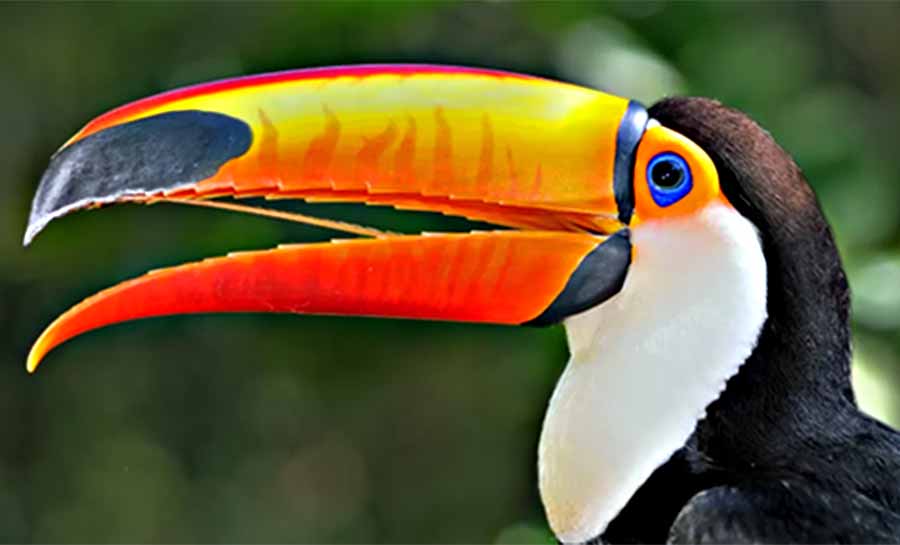 O voo cego dos tucanos