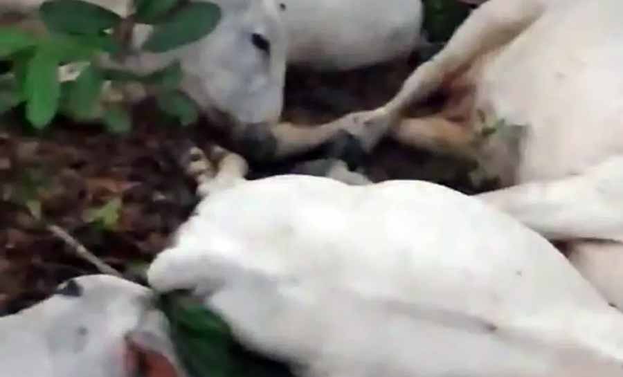 Raio atinge pasto e mata 16 animais em fazenda no interior do Acre