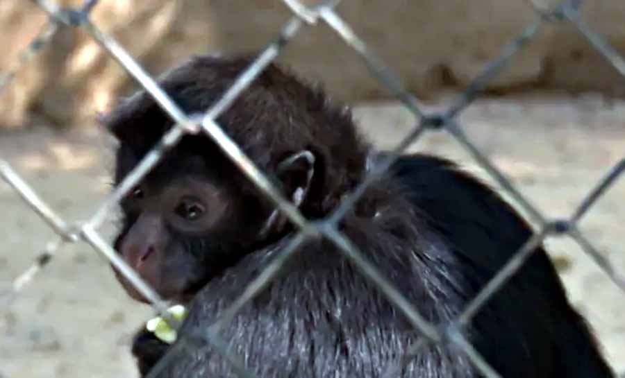 Macaca da espécie sagui é a mais nova atração do Parque Chico Mendes em Rio Branco