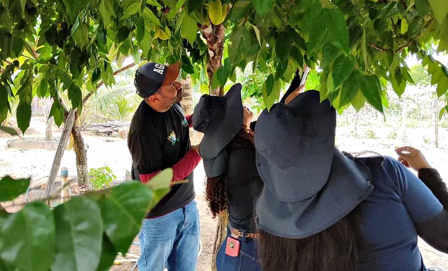 Após detecções de focos de mosca-da-carambola no Norte do país, Idaf intensifica ações de prevenção no AC