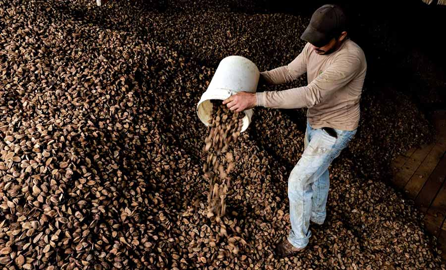 Acre lidera faturamento com produção de castanha com mais de R$ 128 milhões nos últimos três anos