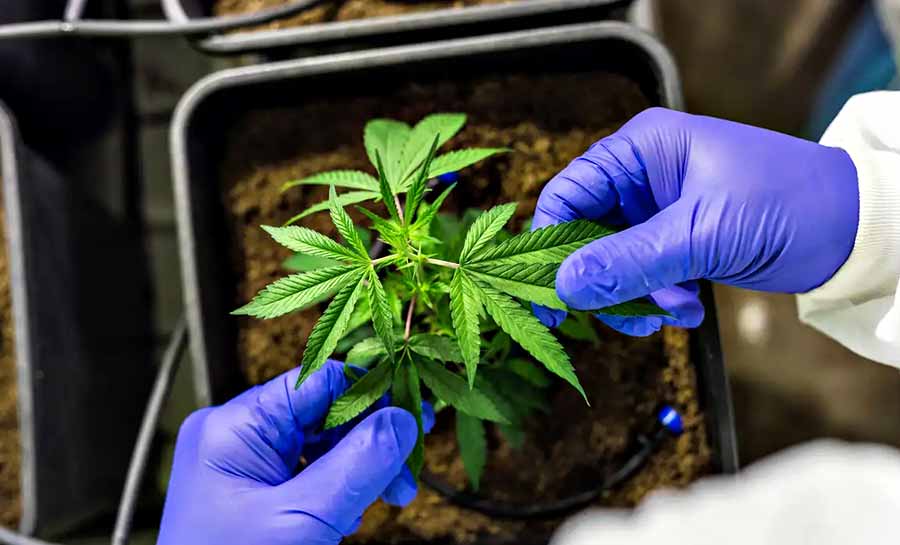 Juiz autoriza farmácia de manipulação a fabricar produtos de cannabis