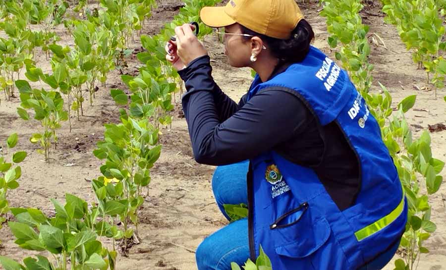 Idaf informa alteração no cronograma do plantio de soja por conta do atraso das chuvas