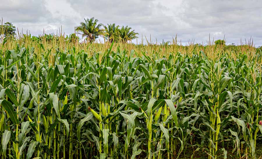 Recordes de produção de soja e milho revelam potencial agrícola do Acre