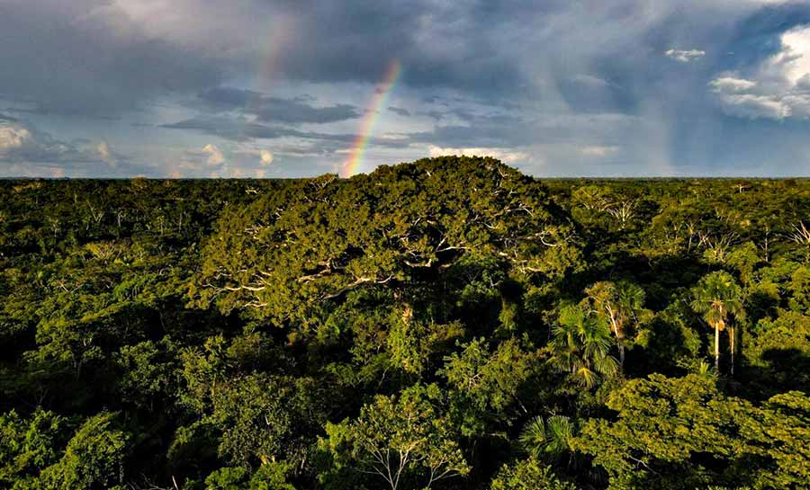 Acre é o estado da Amazônia Legal com menos alertas de desmatamento na 1ª quinzena de janeiro
