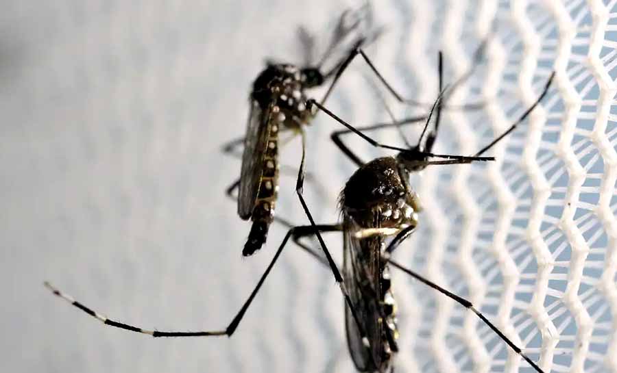 Dengue faz três estados e DF decretarem situação de emergência