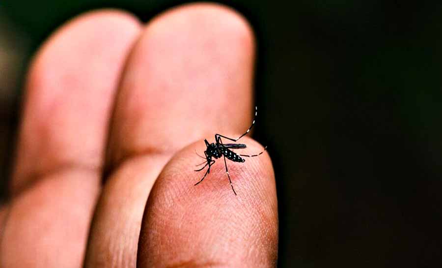 Dengue avança e atinge 95% das cidades brasileiras