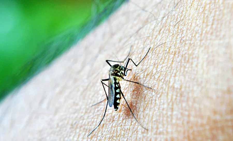 Rio de Janeiro registra primeiros casos de dengue tipo 3