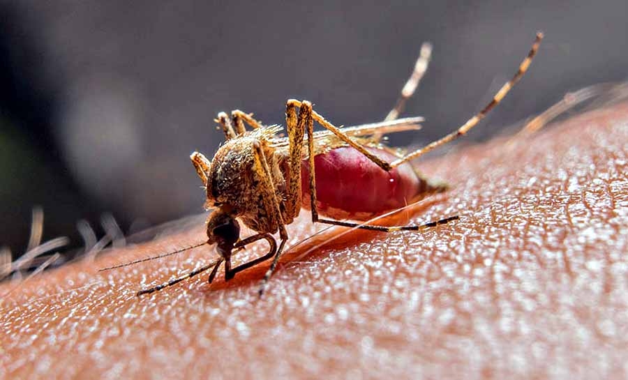 Saúde do Acre registra redução de 15,2% nos casos de malária no estado