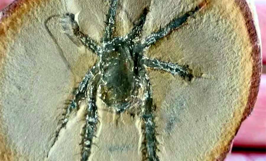 Cientistas buscam respostas sobre aranha de 308 milhões de anos