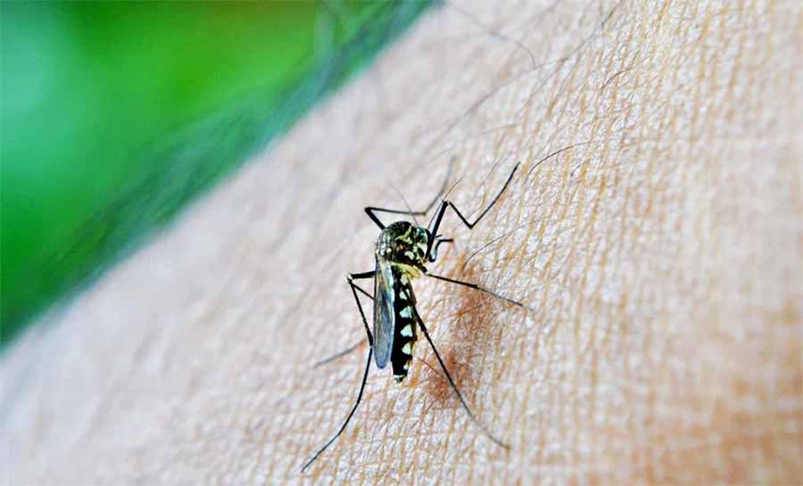 Dengue: Brasil tem 82% dos casos do mundo, diz OMS