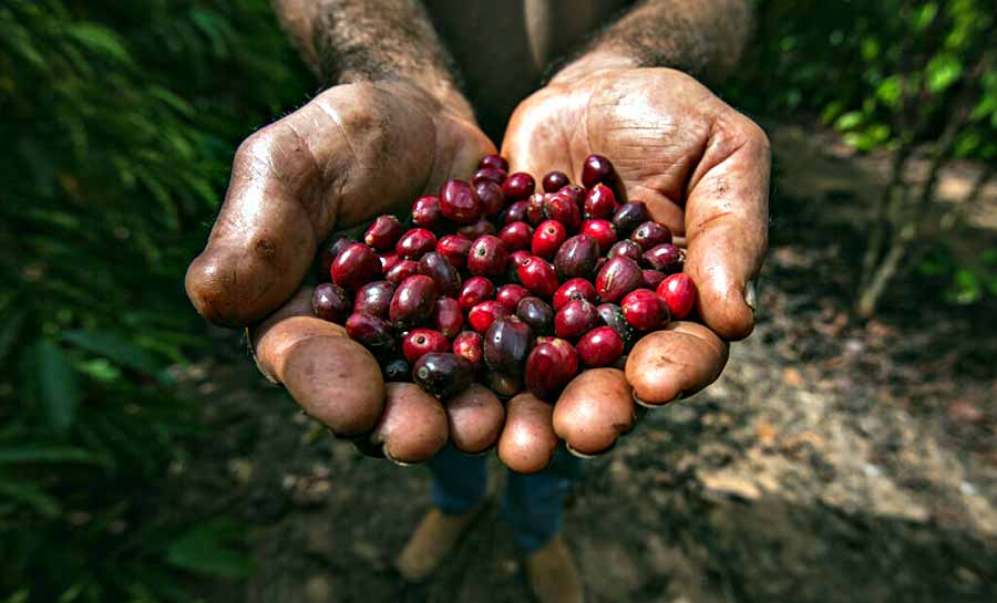 Governo do Estado incentiva produção do café especial para o concurso Qualicafé