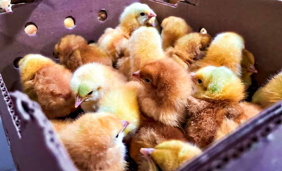 Secretaria de Agricultura e Ufac elaboram manual para a produção de frangos de corte caipira