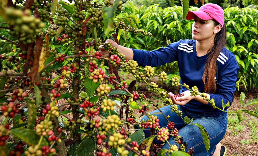 Governo do Acre institui lei de incentivo à produção de café de qualidade no estado