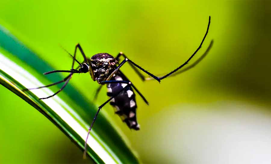 Método Wolbachia contra o Aedes mira cidades da bacia do Paraopeba