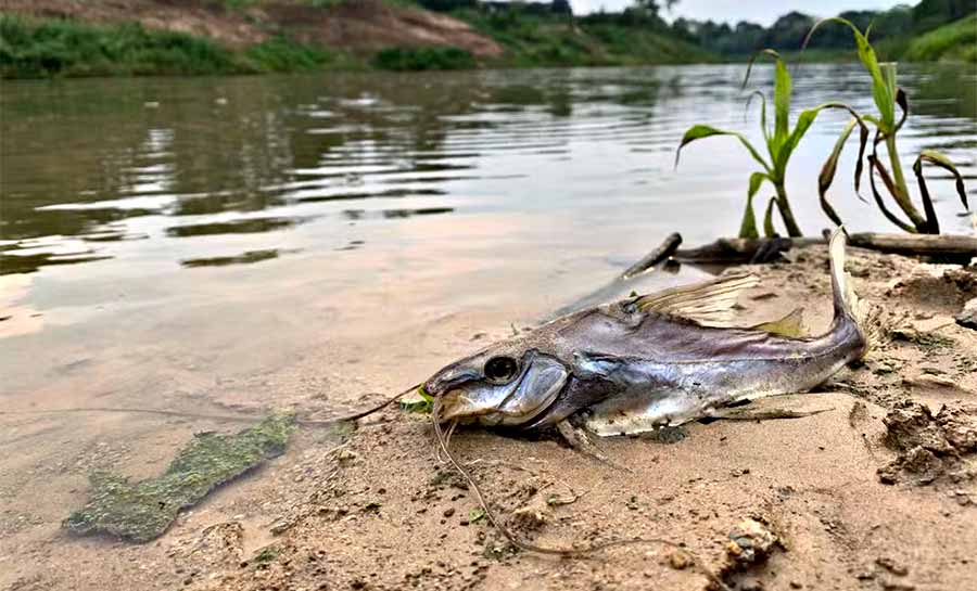 Ministério Público vai apurar mortandade de peixes em igarapé na zona rural de Rio Branco