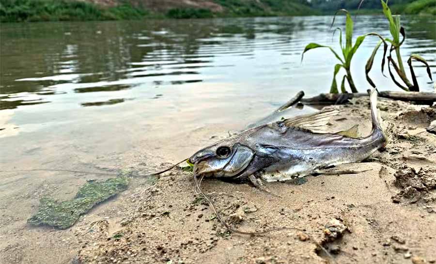 Peixes morreram em igarapé e no Rio Acre devido à baixa concentração de oxigênio, aponta nota técnica