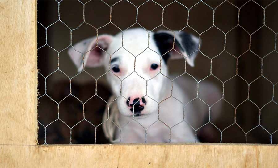 Ajuda: abrigo de animais em Rio Branco busca apoio da população para doações de mantimentos